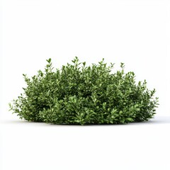 Fototapeta premium Lush Green Shrub Isolated on White Background for Garden Design