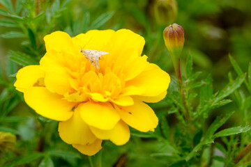 マリーゴールドの上にとまる蛾