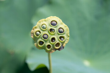 蓮の花托と種子のクローズアップ