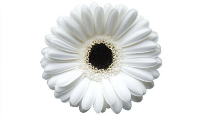 Fototapeta premium a white flower
