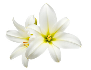 white flower isolated on white