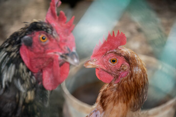 Red comb rooster and hen. Bird flu on Poultry farm. reduction of chicken farming. Bird extermination due to the threat of infection transmission