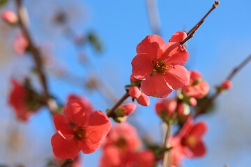 Chaenomeles Japonica (japanese quince) flowers in spring