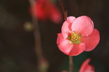 Chaenomeles Japonica (japanese quince) flowers in spring