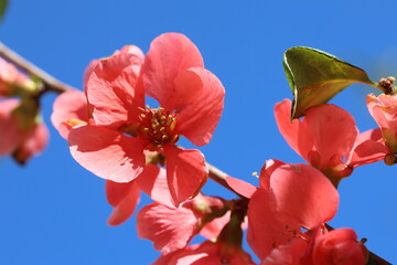 Chaenomeles Japonica (japanese quince) flowers in spring