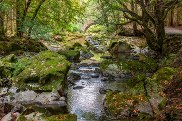 Fast rocky river flow in a rocky bed in a natural park. Early Autumn landscape.