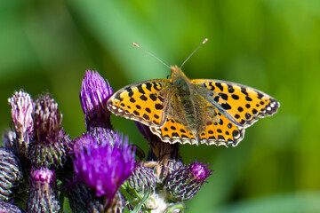 Kleiner Perlmuttfalter (Issoria lathonia) auf einer Distel	