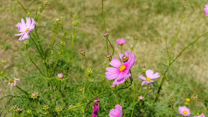 草原に広がるピンクのコスモス