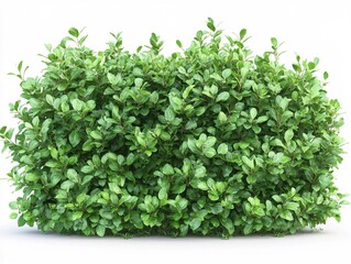 Fototapeta premium Lush Green Bush Isolated on White Background Perfect for Landscaping Designs and Garden Projects