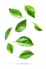 Vibrant Green Leaves Falling Isolated on White Background Nature Photography