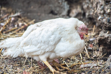 Close up of a chicken sleeping on a poultry farm. Reduction of chicken farming due to the spread of bird flu. Bird extermination