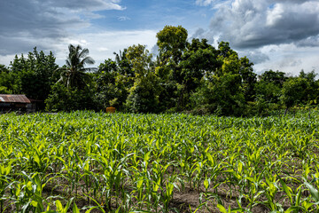 East Sumba, East Nusa Tenggara, Indonesia –  01. 28. 2025 – The heavy rainfall this year has resulted in hybrid corn, less than 30 days old, growing well in the field