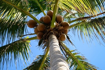 Coconut Palm on a Beach A coconut palm tree laden with coconuts, set against a sandy beach and turquoise ocean