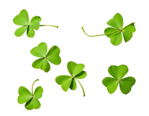four leaf clover vector illustration