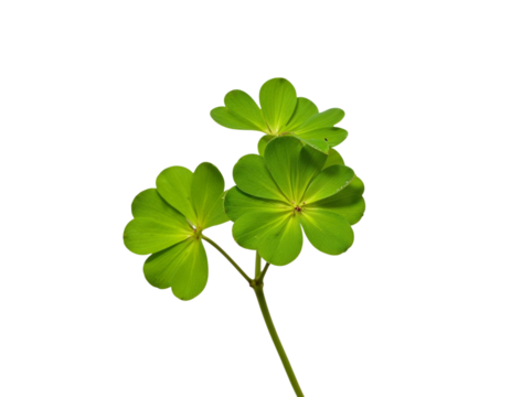 clover isolated on white background