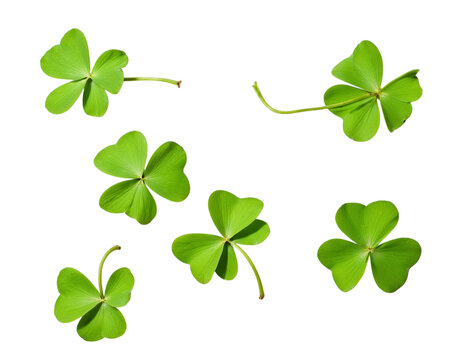 four leaf clover vector illustration