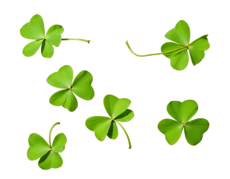 four leaf clover vector illustration