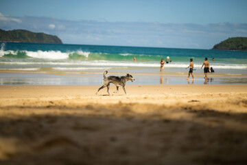 A dog walks across a pristine sandy beach with waves crashing in the background, while people enjoy the sunny day near the shoreline, creating a peaceful scene.