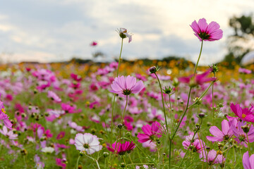 コスモス畑に広がる秋の彩り