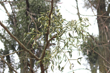 Mistletoe infestation of trees. Close-up of parasitic mistletoe plant on tree branch. Mistletoe...