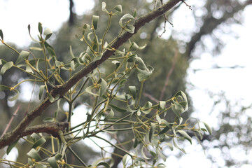 Mistletoe infestation of trees. Close-up of parasitic mistletoe plant on tree branch. Mistletoe growing on tree, cloudy weather, selective focus. Mistletoe branch with green leaves