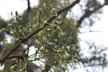 Mistletoe infestation of trees. Close-up of parasitic mistletoe plant on tree branch. Mistletoe growing on tree, cloudy weather, selective focus. Mistletoe branch with green leaves
