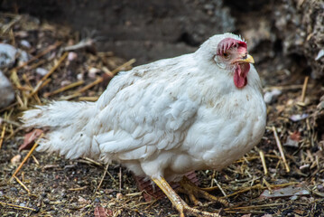 Chicken close up on Poultry farm. Reduction of chicken farming due of bird flu