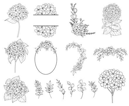 Collection of Hydrangea flowers, branches and frames,  hand drawn botanical line drawing, vector floral line art illustration for wedding, logo, advertising, packaging