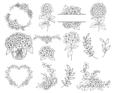 Collection of Hydrangea flowers, branches and frames,  hand drawn botanical line drawing, vector floral line art illustration for wedding, logo, advertising, packaging