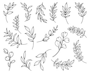 Botanical line art illustration, hand drawn herbs and branches set, vector floral hand drawn clipart	