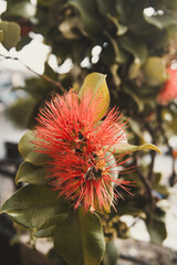 Vibrant Bloom, flower close-up picture