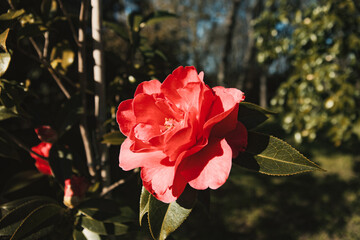 Red rose close-up flower blooming