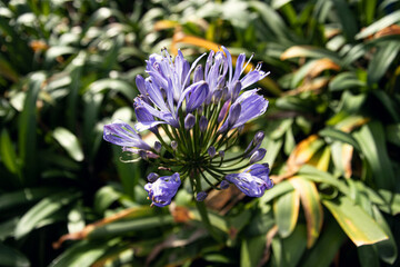 Purple Flower in Full Bloom
