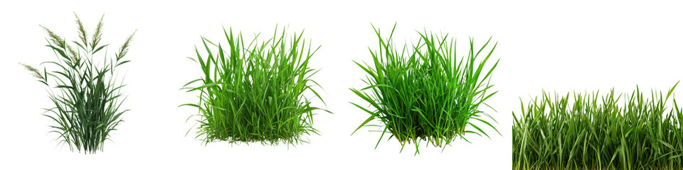 Fototapeta premium Lush Green Grass Field Landscape with Vibrant Natural Foliage Growth in Springtime