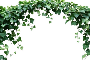 Green Arch of Climbing Vines: A Natural Canopy of Leaves on White Background