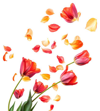 Fototapeta PNG Tulips flowers and petals floating tulips art arrangement.