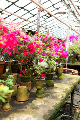 Wooden shelf with Various flowers and plants in a greenhouse. Horticulture, hobby, care plant, gardening. Interior design greenhouse orangery. Blossoming colorful azaleas flowers in pots in orangery.	