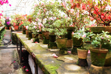 Blossoming colorful azaleas flowers in pots in orangery. Wooden shelf with Various flowers and plants in a greenhouse. Horticulture, hobby, care plant, gardening. Interior design greenhouse orangery