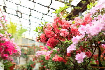 Closeup macro bloom Azalea flowers with a red color. Blossoming colorful azaleas flowers in pots in orangery. Horticulture, hobby, care plant, gardening. Indian Azalea (Rhododendron simsii) petals	
