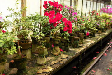 Wooden shelf with Various flowers and plants in a greenhouse. Horticulture, hobby, care plant, gardening. Interior design greenhouse orangery. Blossoming colorful azaleas flowers in pots in orangery.	