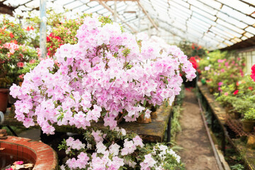 Indian Azalea (Rhododendron simsii) petals. Closeup macro bloom Azalea flowers with a pink color. Blossoming colorful azaleas flowers in pots in orangery. Horticulture, hobby, care plant, gardening.