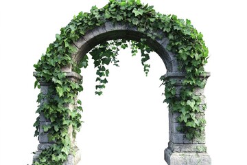 Green Arch of Climbing Vines: A Natural Canopy of Leaves on White Background