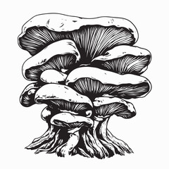 Oyster Mushroom Vector. Black and white Oyster Mushroom image isolated on white background.