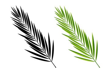Tropical green palm leaves. Palm branch, isolated on white. EPS 10 contains transparency