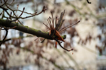 Close-up of a tree branch with a softly blurred background, highlighting natural details and texture.