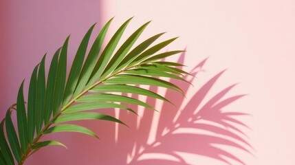 A single frond of lush green tropical foliage casts a delicate shadow against a soft pink backdrop, creating a serene and stylish image.