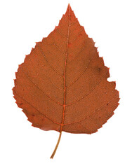 Aspen leaf