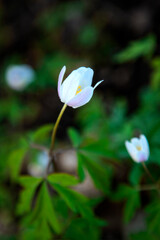 Wood anemone. 