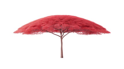 Vibrant red tree with wide canopy on transparency background