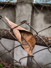 The fall dry leaf that got stuck in the fence.